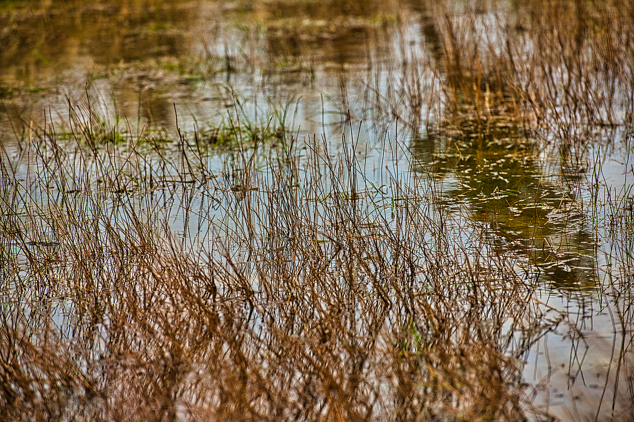 蘆花開的季節(jié)（圖ZMjc5Mjk5Nzgw） - 風光攝影 - 站酷設計師游在外面的魚原創(chuàng)素材 - 站酷ZCOOL