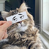 阿鹏仔呀的头像