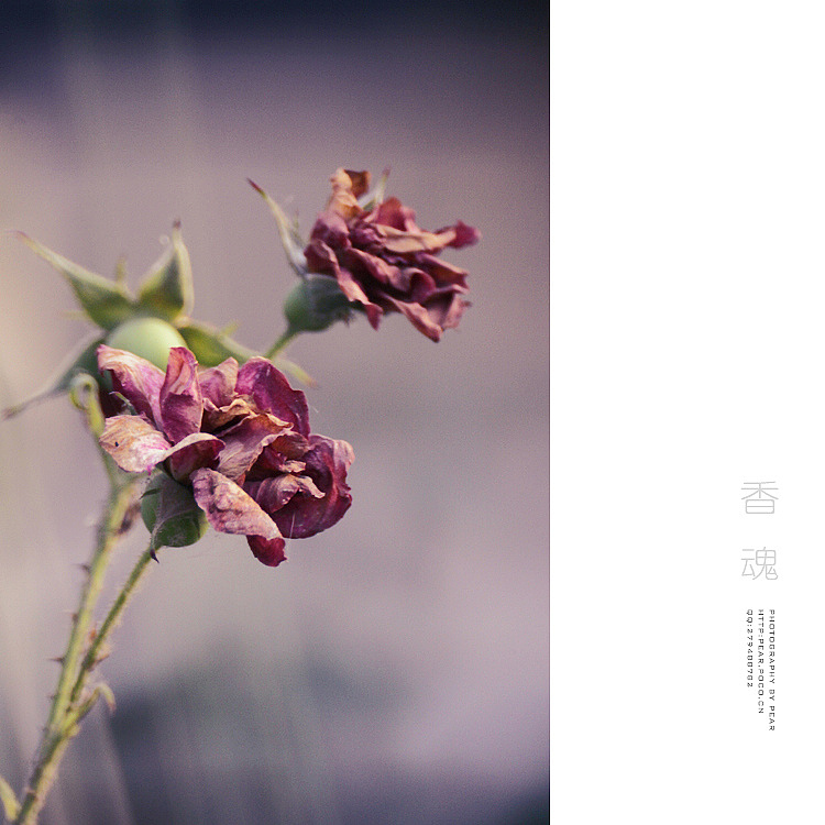香&nbsp;魂