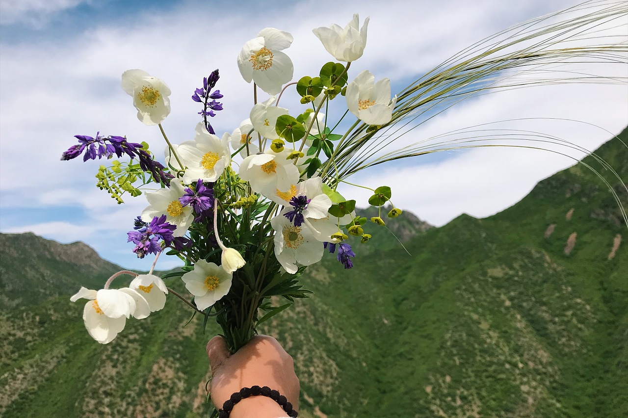 新疆东天山的姑娘和野花