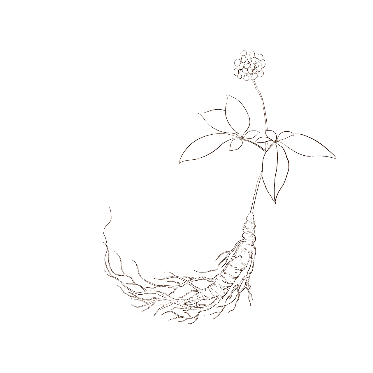 植物系列——人参