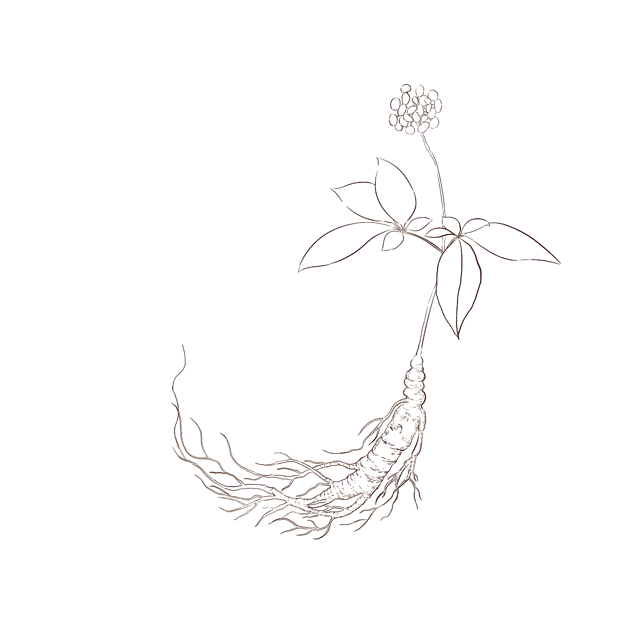 植物系列——人参|插画|创作习作|zz郑端午 - 原创作品 - 站酷 (zcool