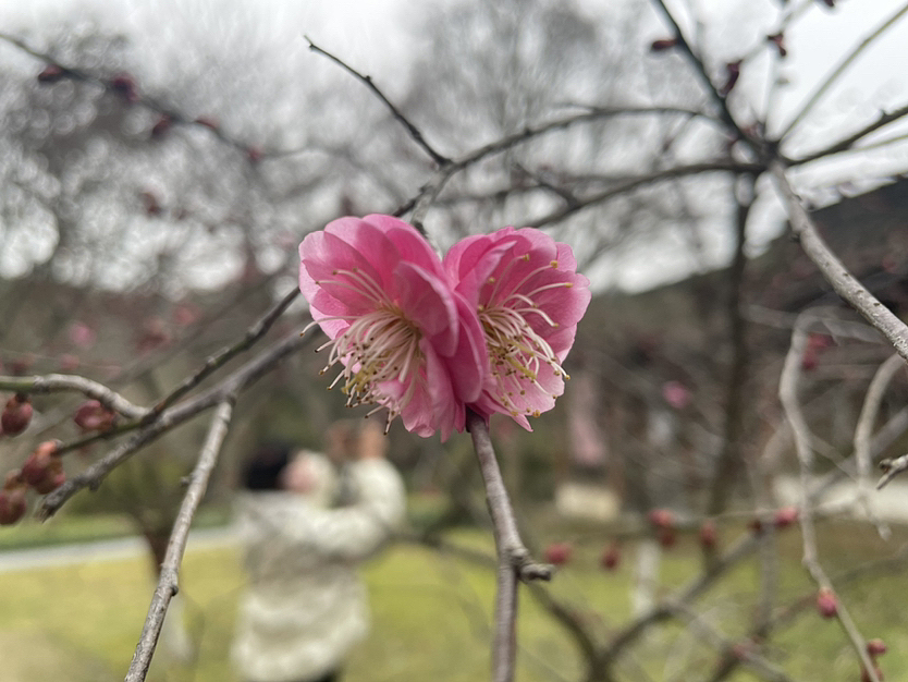 灵峰探梅（图ZMzMwNzEwOTA4） - 风光摄影 - 站酷设计师钱珊Mino原创素材 - 站酷ZCOOL