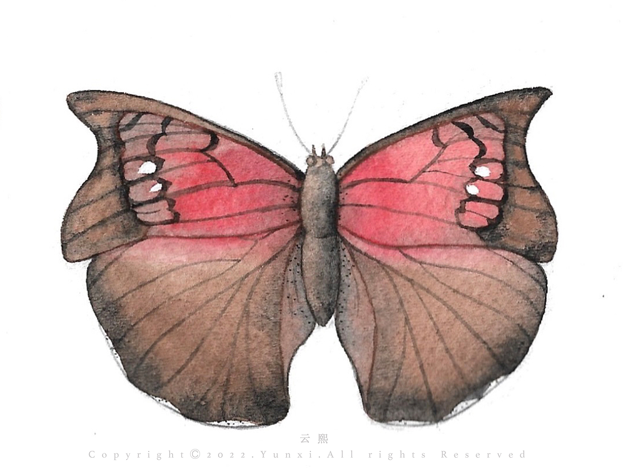 水彩画 | 蝴蝶 🦋