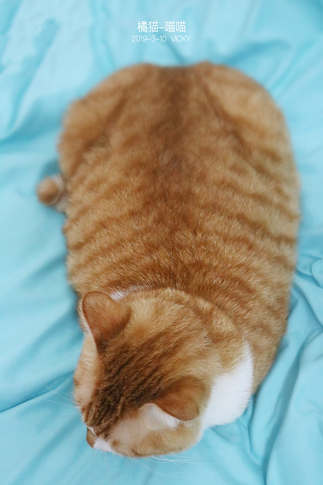 最容易长胖猫咪排行榜，榜首不是橘猫竟然是他！！！ - 知乎
