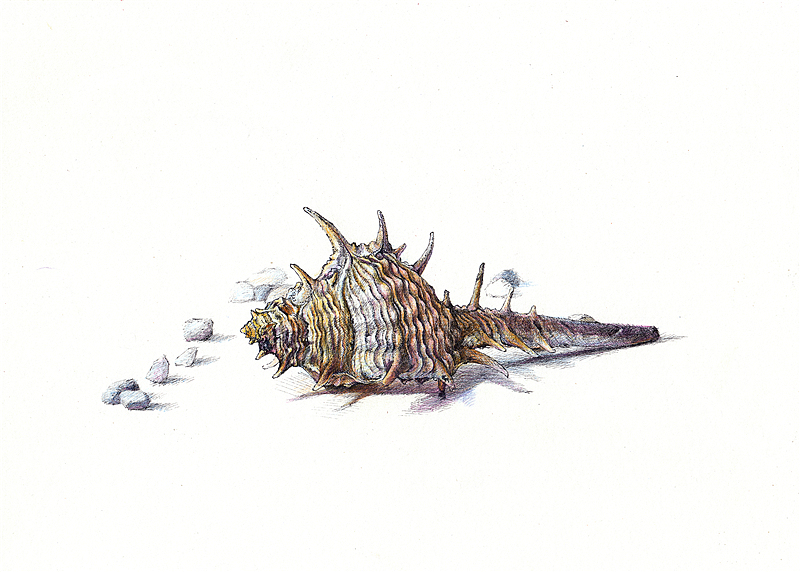 纸上彩铅~~动物篇(2013年作品小记)（图ZMjkxNjYyNTY=） - 绘画 - 站酷设计师超超的青葱原创素材 - 站酷ZCOOL