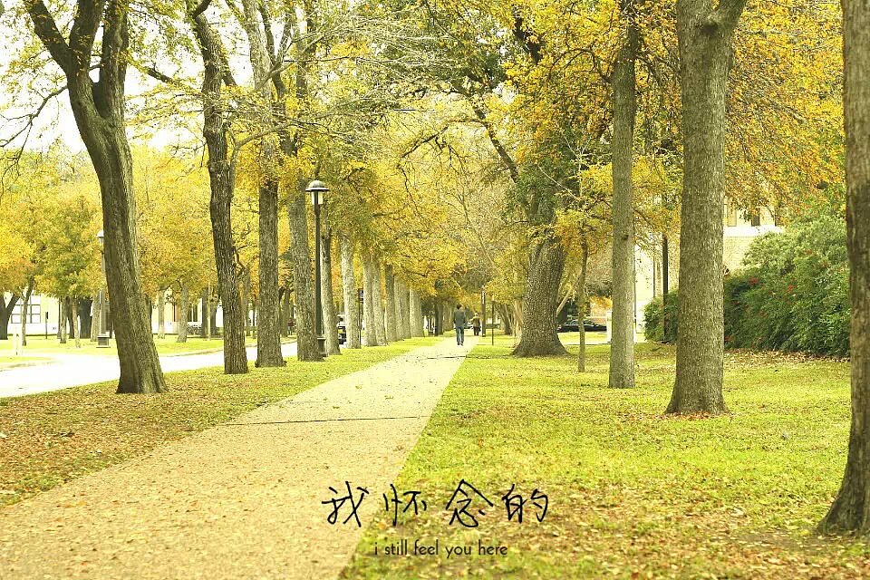 Rice University-分享生活（图ZNjY2ODY2Njg=） - 风光摄影 - 站酷设计师Richard_su原创素材 - 站酷ZCOOL
