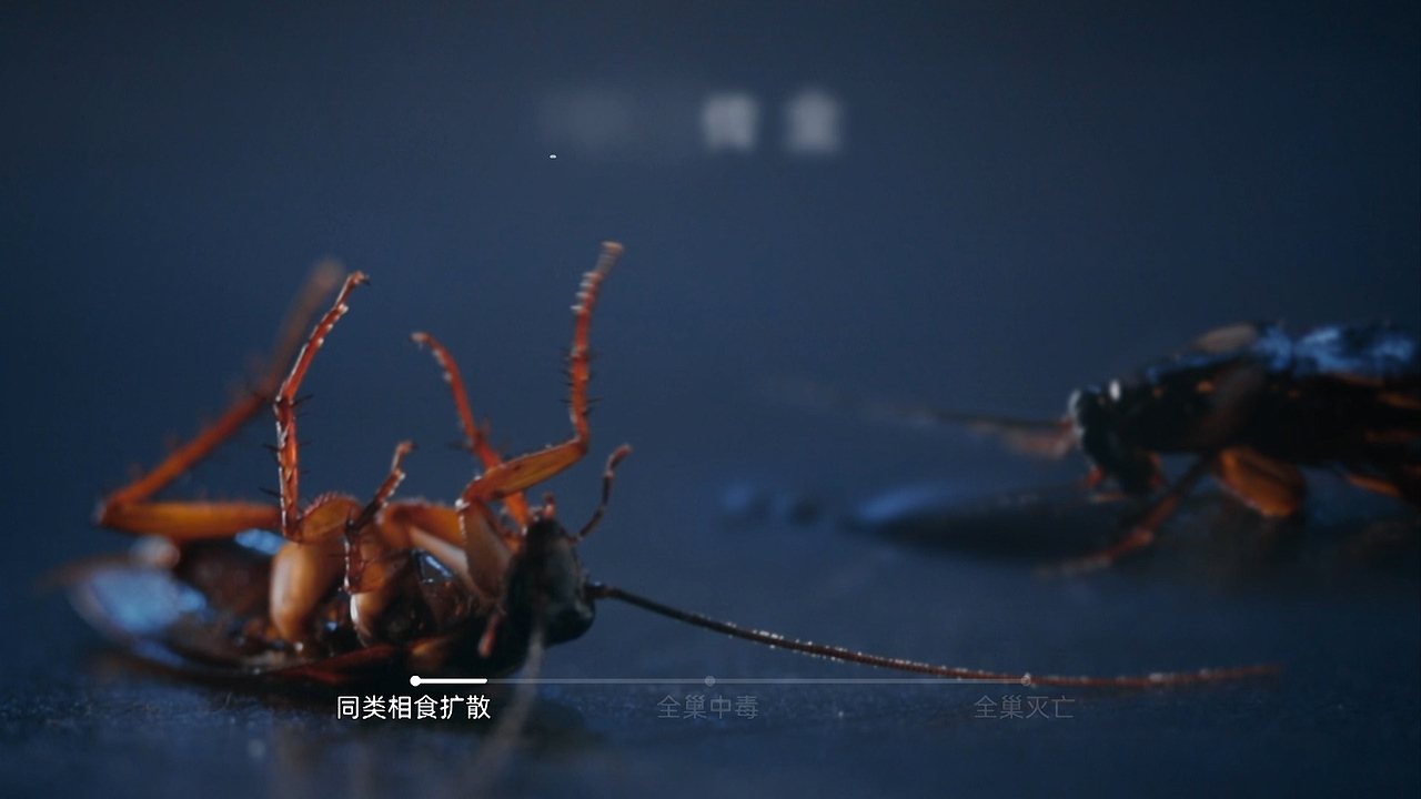 多多灭蟑螂药-全屋剿灭杀蟑饵剂