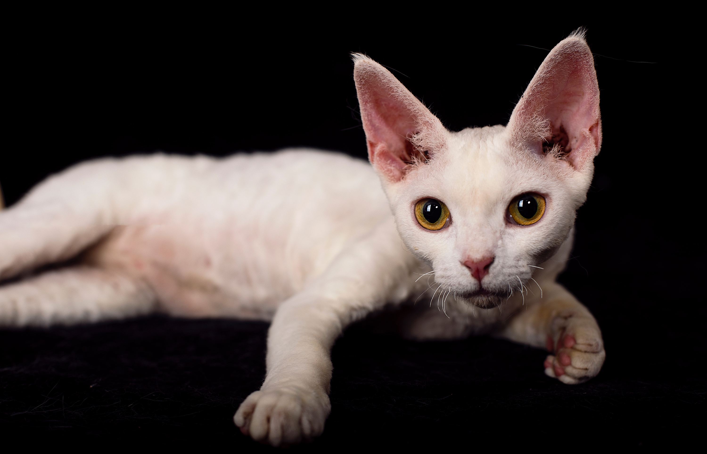 牙疼的德文卷毛猫|摄影|宠物摄影|土豆cf - 原创作品 - 站酷 (zcool)