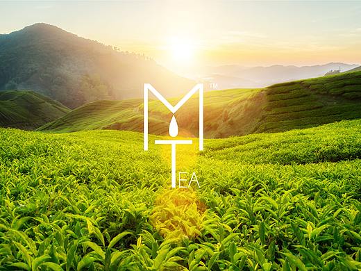 MT 茶品牌（个人主页-ZMzE1NzcyOTI=） - Logo - 站酷设计师MAXCXC原创素材 - 站酷ZCOOL