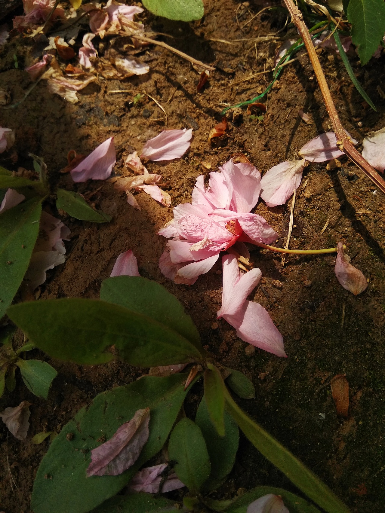 【枯萎玫瑰摄影图片】花园生态摄影_黑猫影色_太平洋电脑网摄影部落