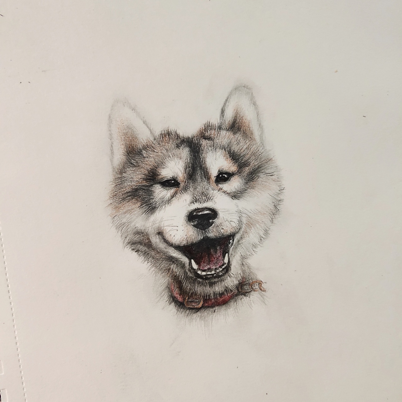 手绘狗狗 哈士奇砍砍|插画|绘本|我是一只斑点 - 原创作品 - 站酷