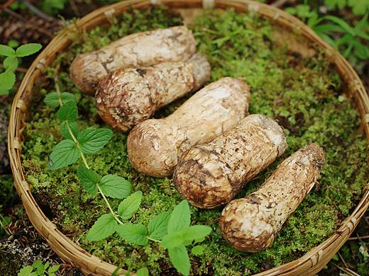 香格里拉松茸