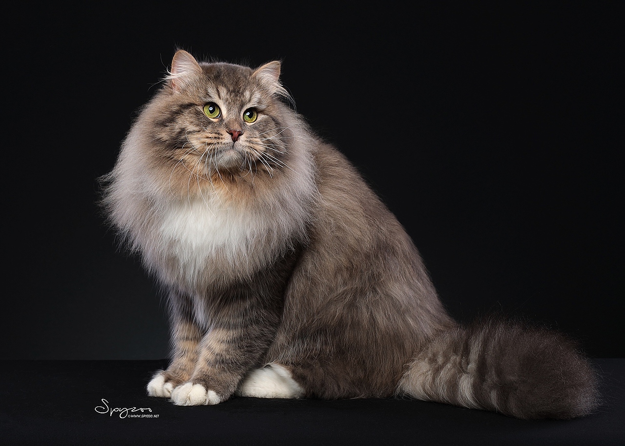 西森（图ZMTEyMDcyNjIw） - 宠物摄影 - 站酷设计师spyzoo原创素材 - 站酷ZCOOL