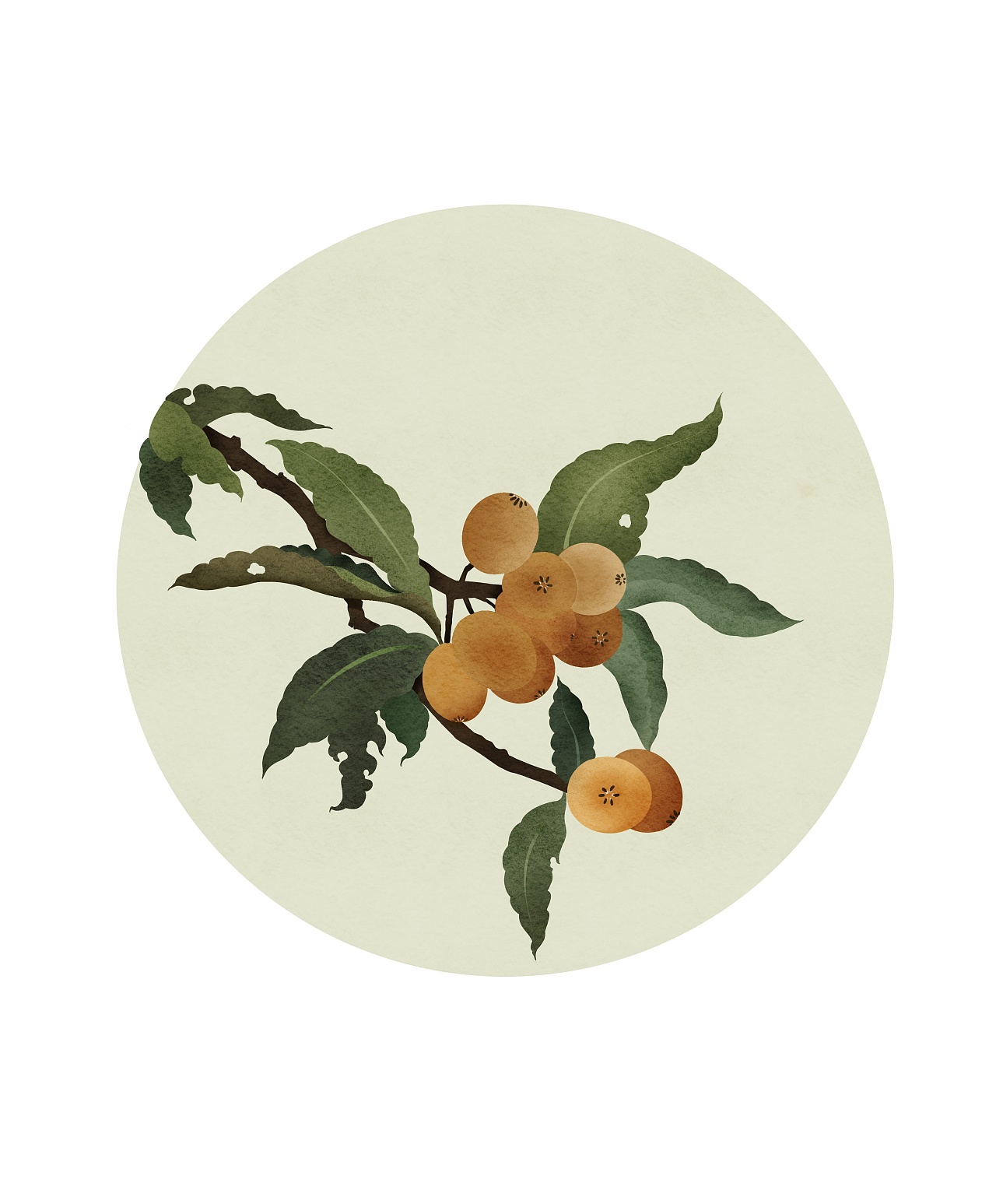 枇杷插画
