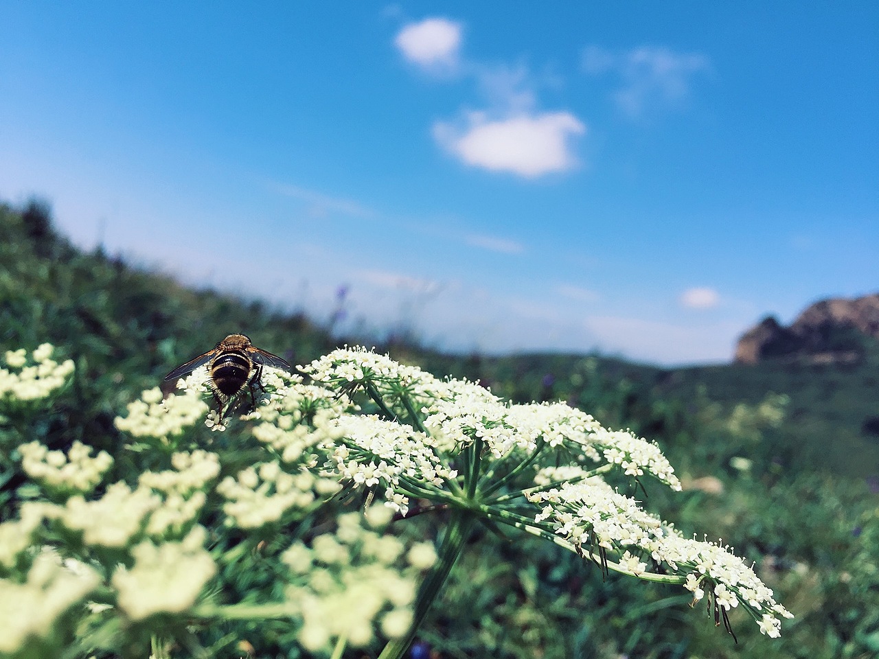 天苍苍、野茫茫