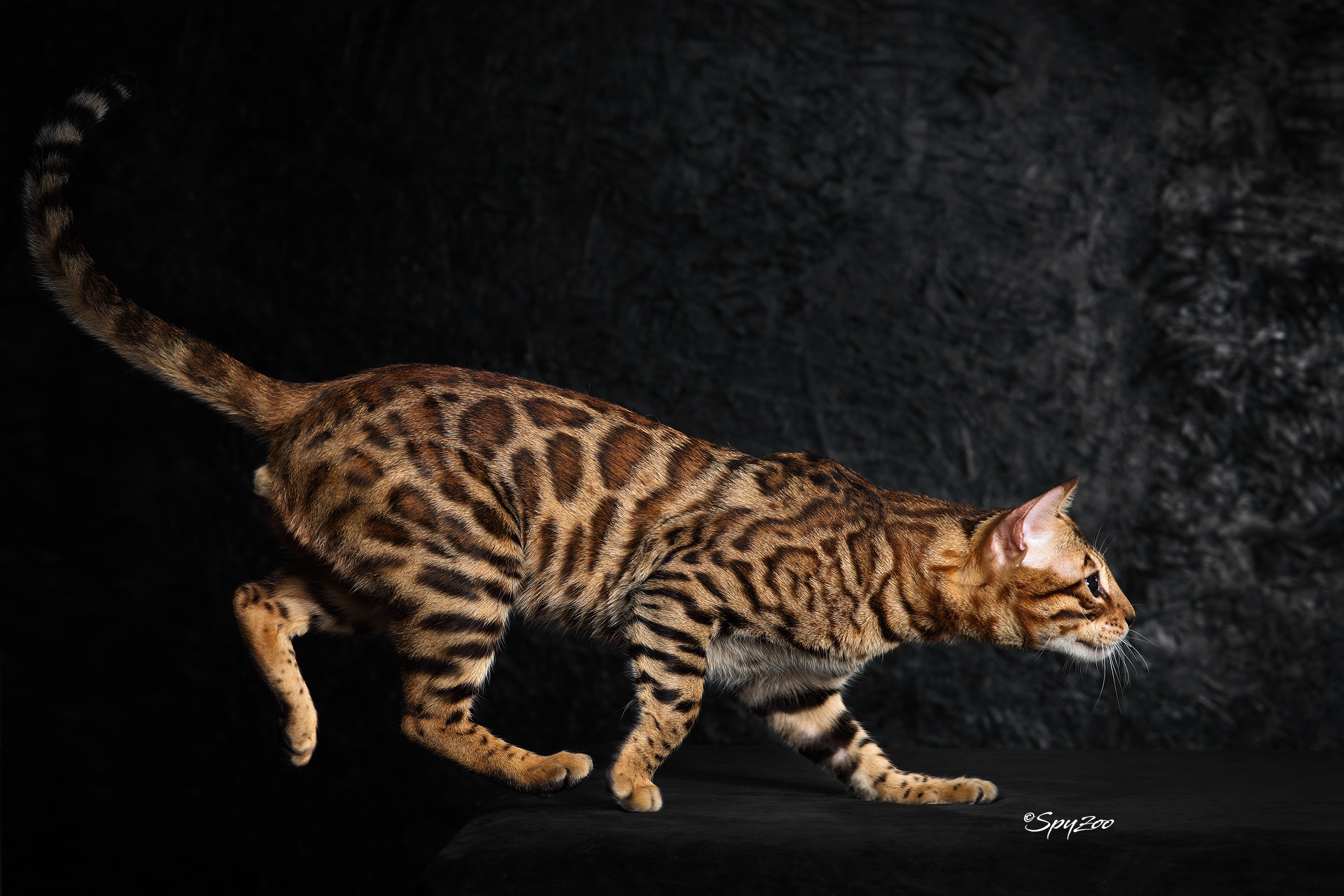 Download Animal Leopard HD Wallpaper