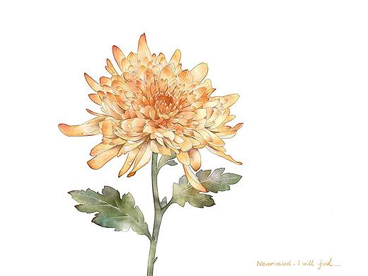 菊（個(gè)人主頁(yè)-ZNDIxMzYyNDA=） - 創(chuàng)作習(xí)作 - 站酷設(shè)計(jì)師劉大梨原創(chuàng)素材 - 站酷ZCOOL