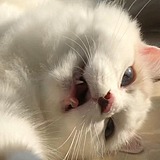 lllexl的头像