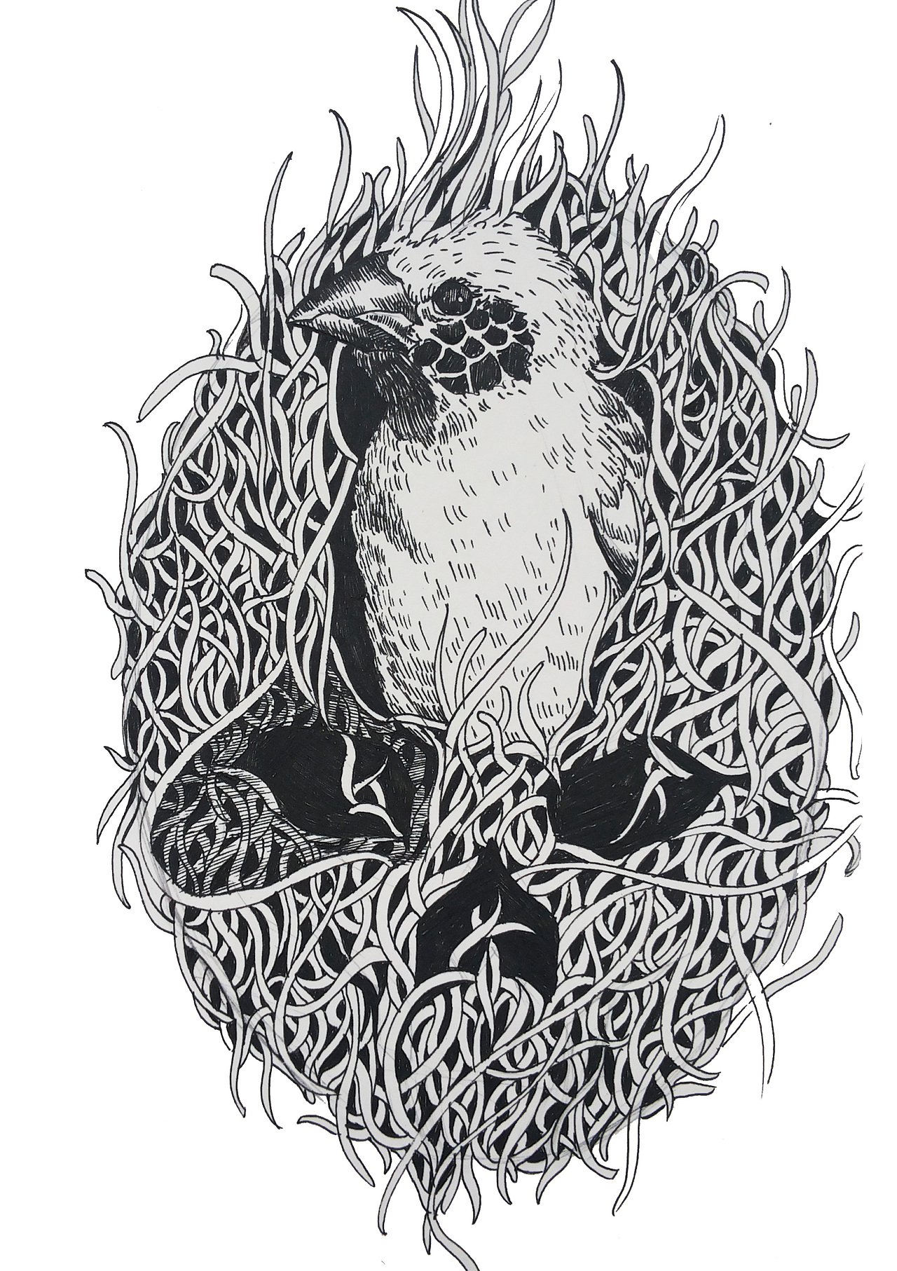 黑白绘-鸟类的生死演绎(稿子)