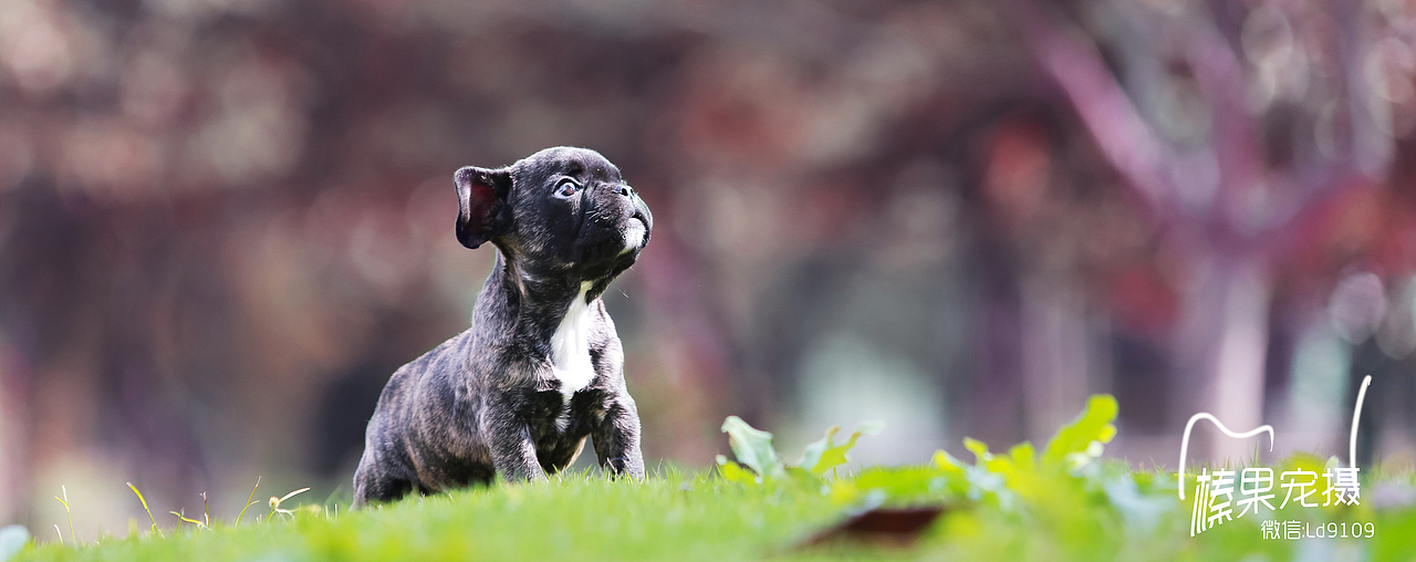 “越过山丘，才发现无人等候”~~~~虎斑法斗一只（图ZMzU1NjE3MDA=） - 宠物摄影 - 站酷设计师向镜原创素材 - 站酷ZCOOL