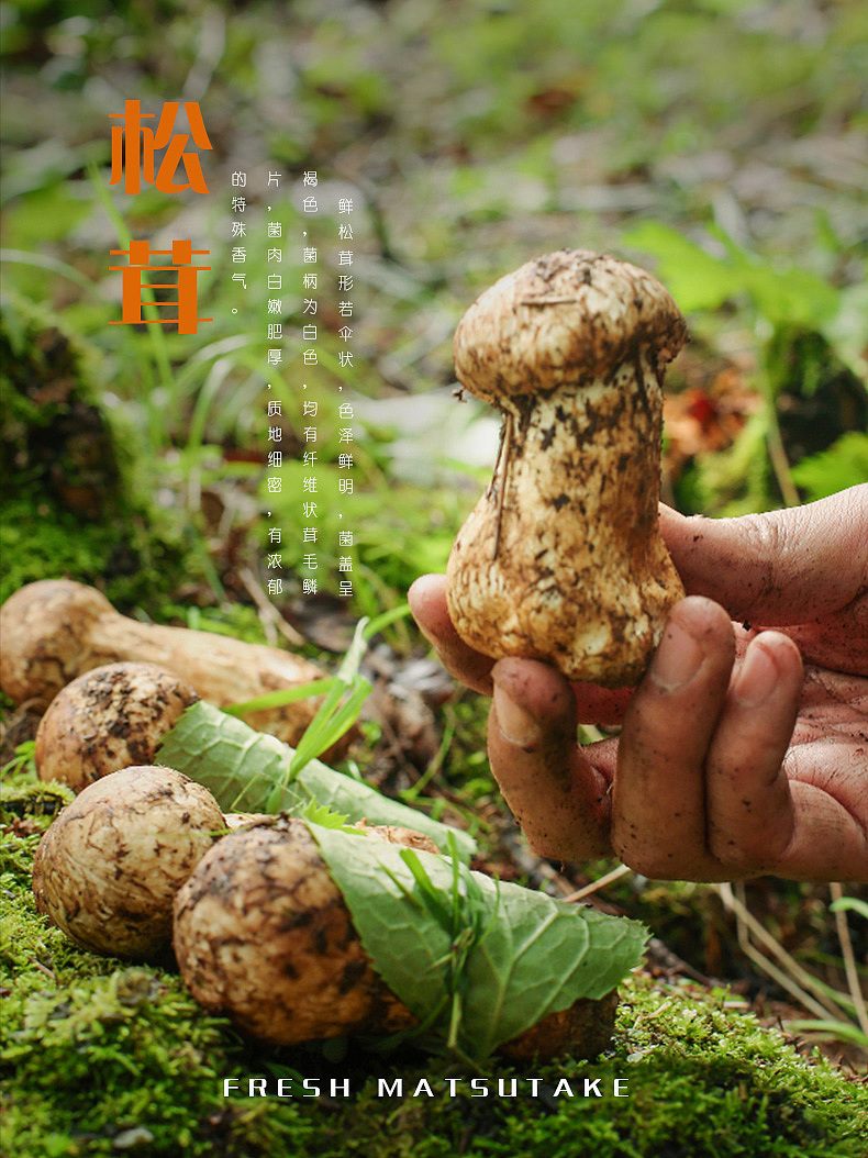 松茸海报图文设计（图ZMjY1MjAzNzQ4） - 海报 - 站酷设计师岗桑文化原创素材 - 站酷ZCOOL