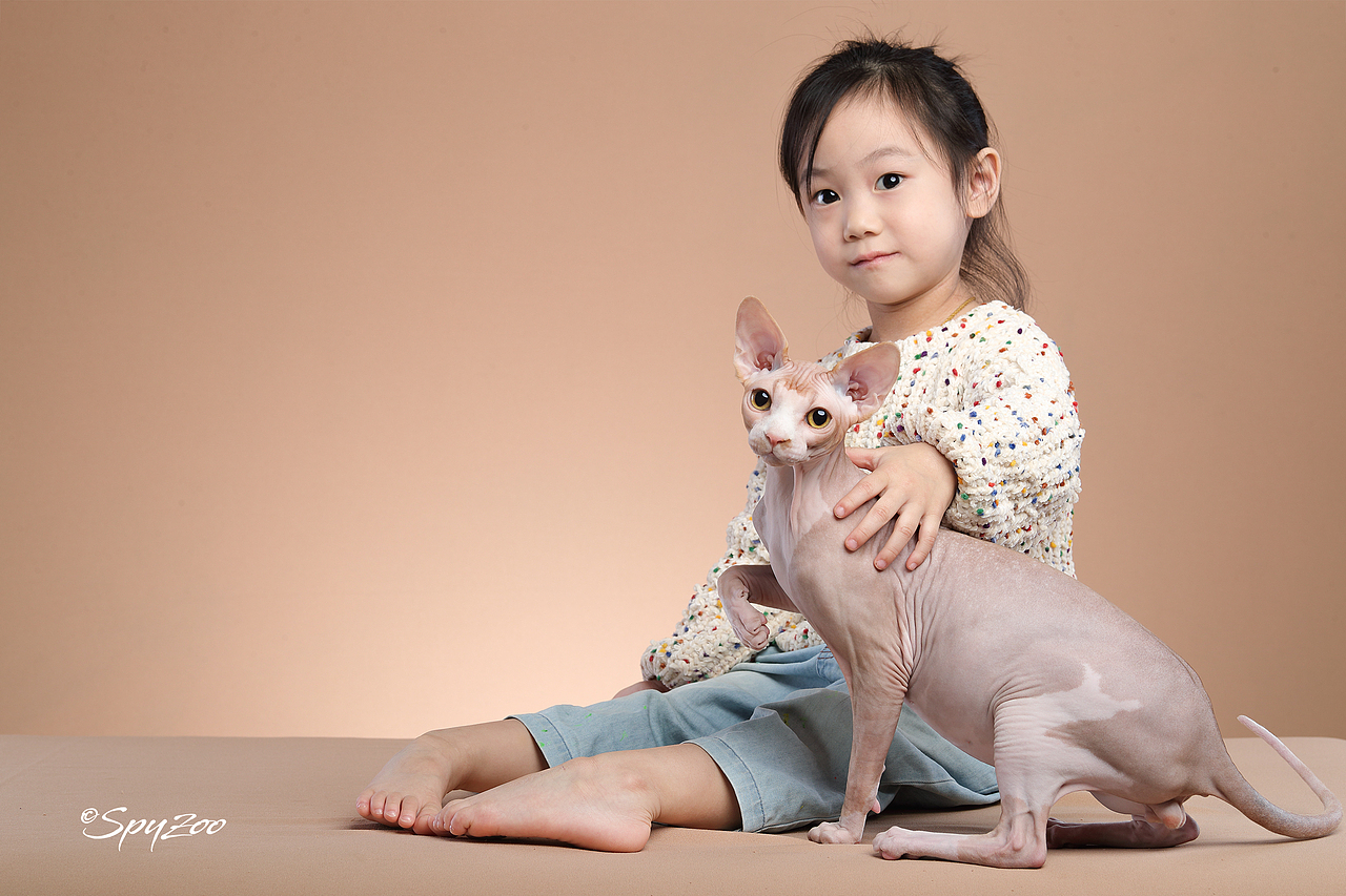 SPYZOO猫赛猫照片之「斯芬克斯无毛猫」（图ZMTY0MDc1NzQ4） - 宠物摄影 - 站酷设计师spyzoo原创素材 - 站酷ZCOOL