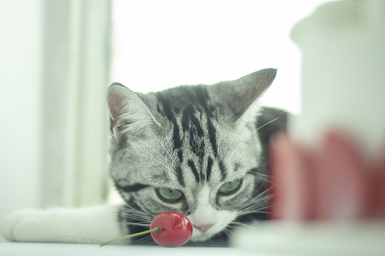 宠物拍摄|甜品与猫