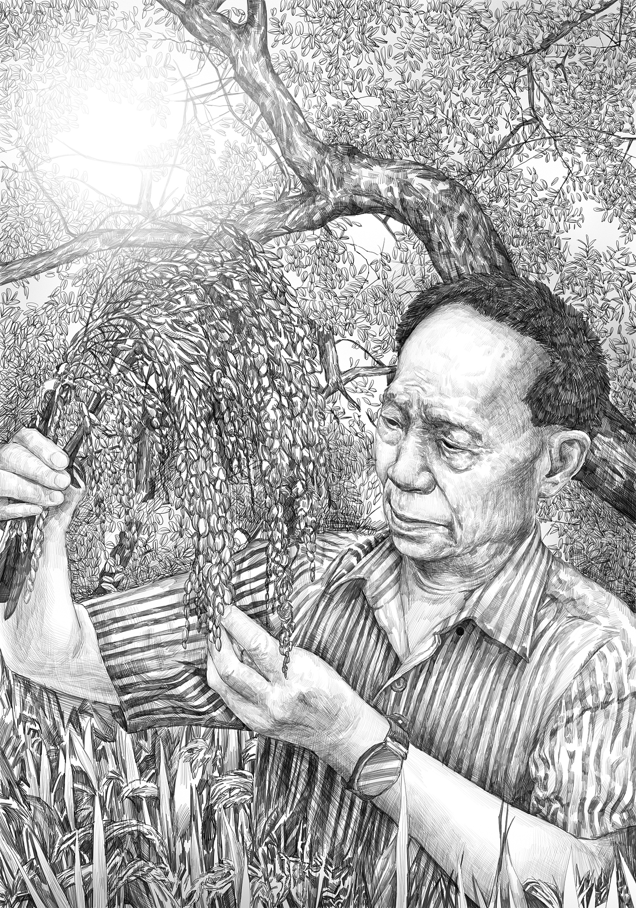 杂交水稻之父插画