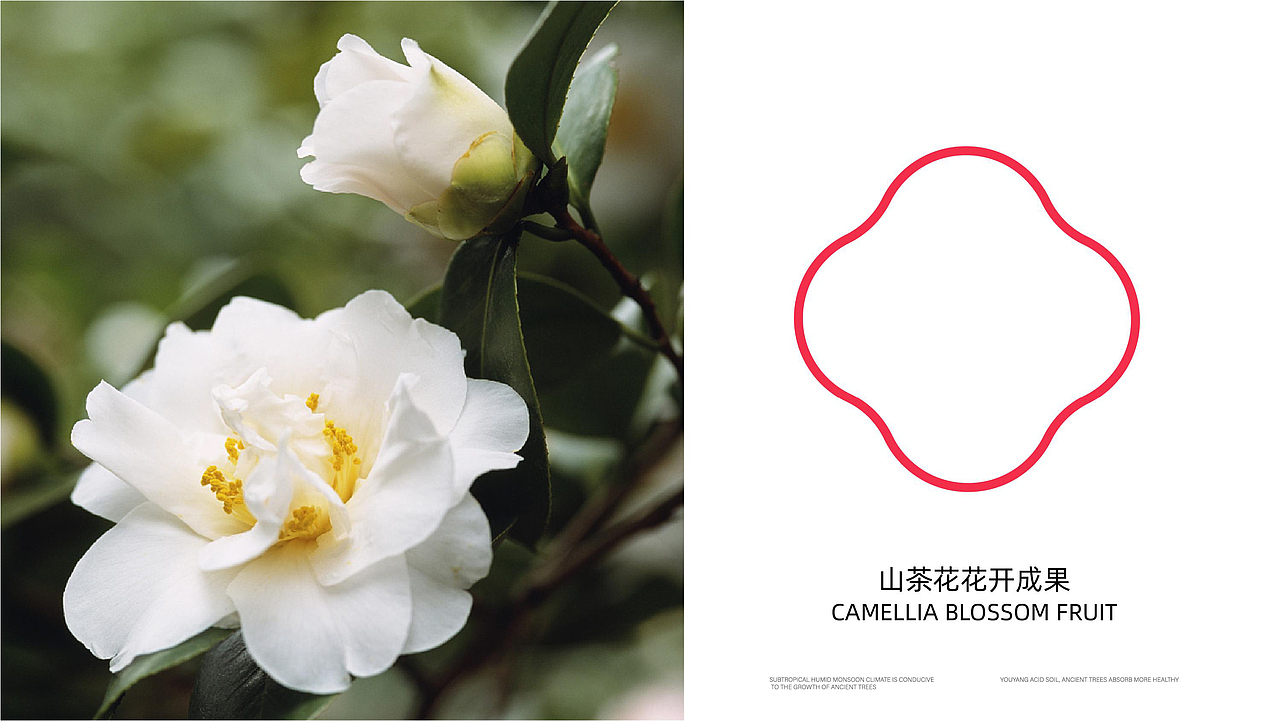 游加倍(中国)古树山茶油品牌全案策划设计