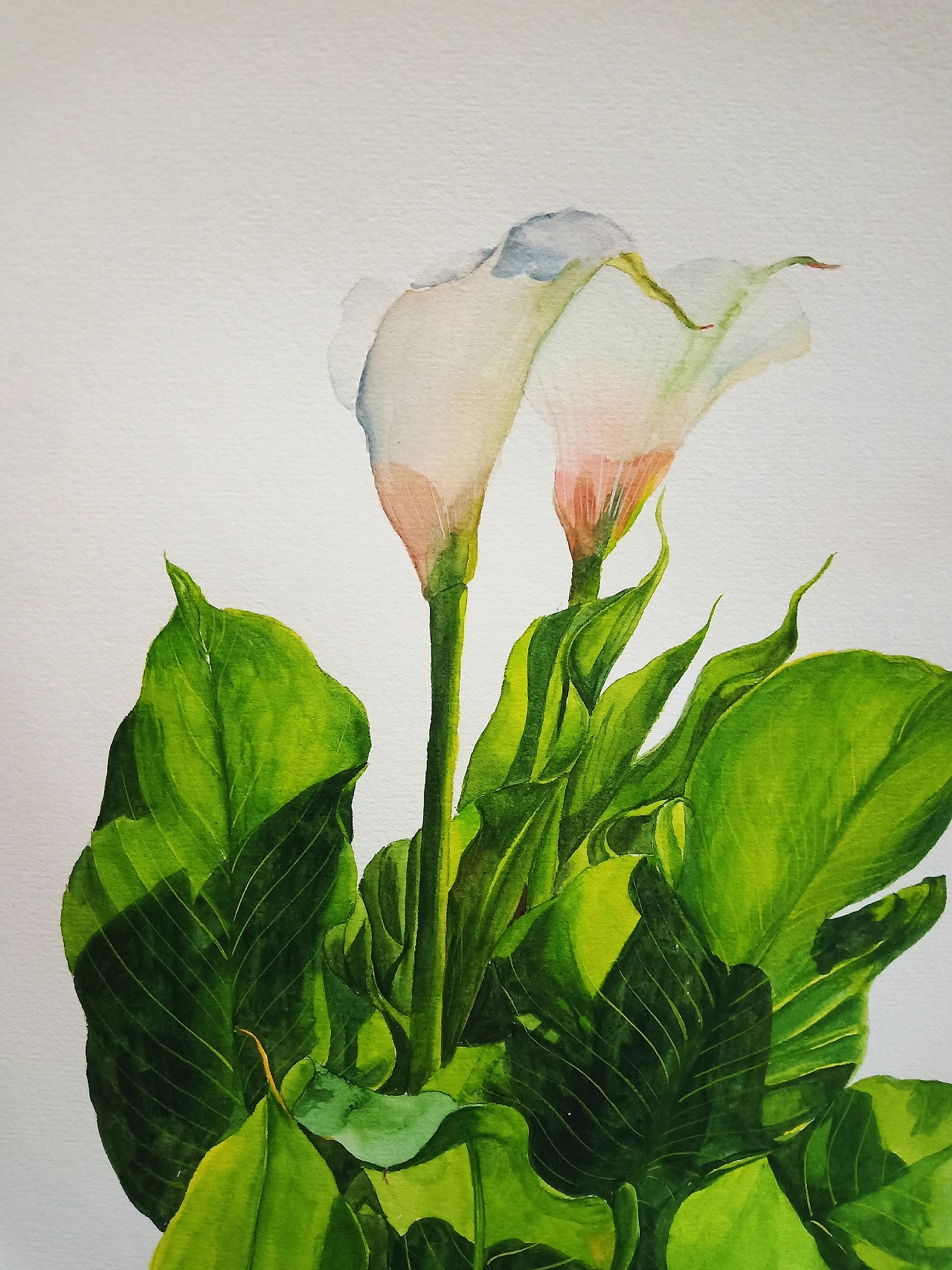 水彩花卉写生|纯艺术|绘画|木子微chris - 原创作品 - 站酷 (zcool)