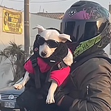平头哥哥的头像