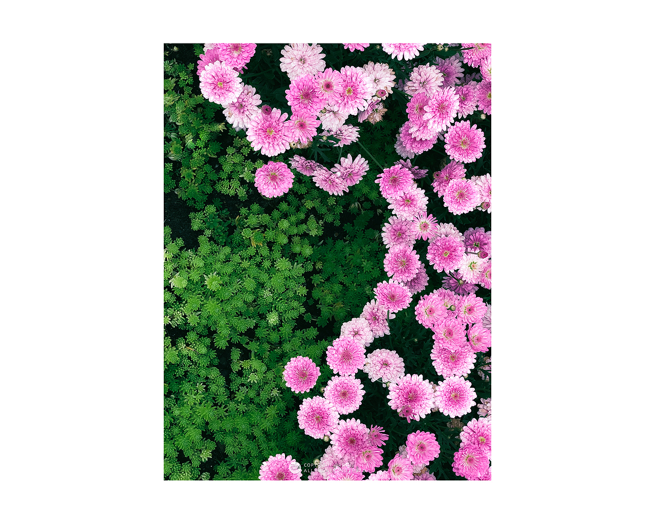 2021 | 手机摄影年终总结