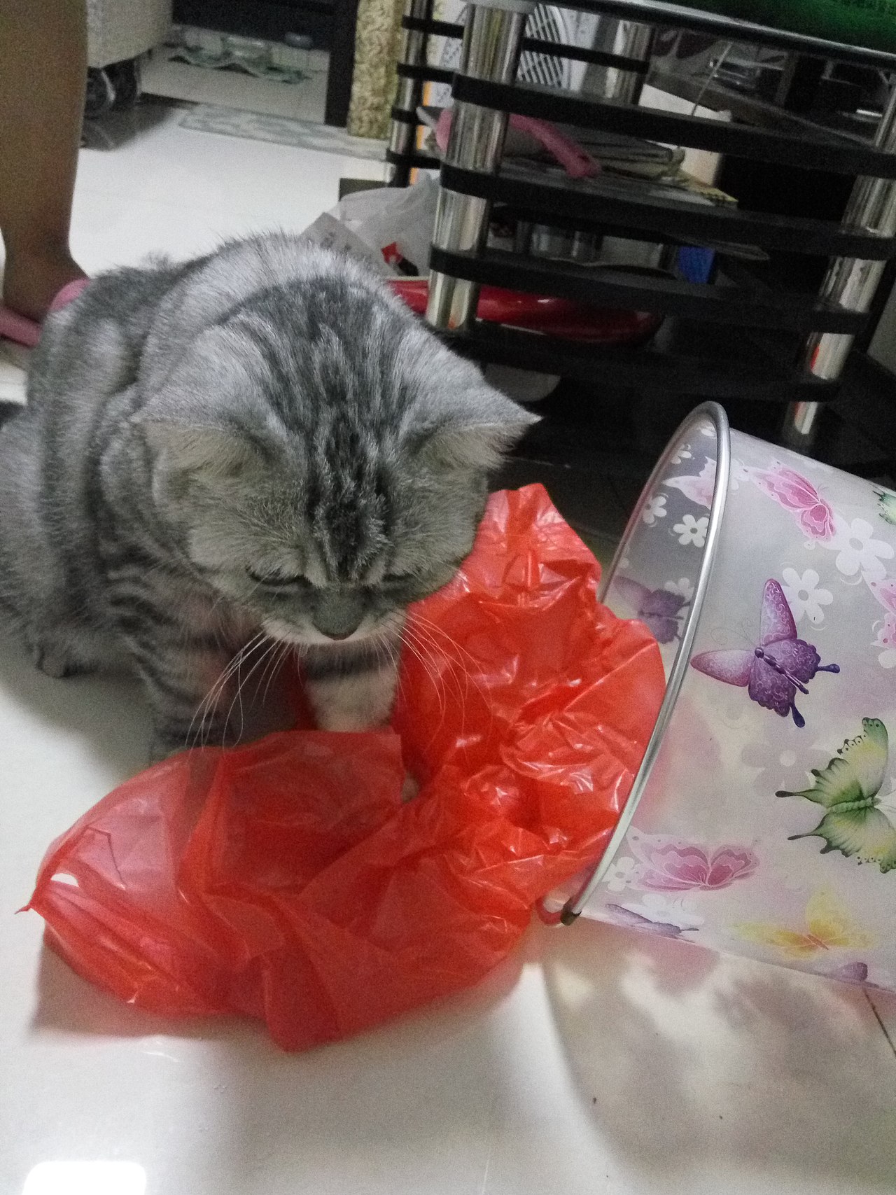 拍猫集01（图ZMTM0MDY0NTU2） - 宠物摄影 - 站酷设计师嘟嘟2019原创素材 - 站酷ZCOOL