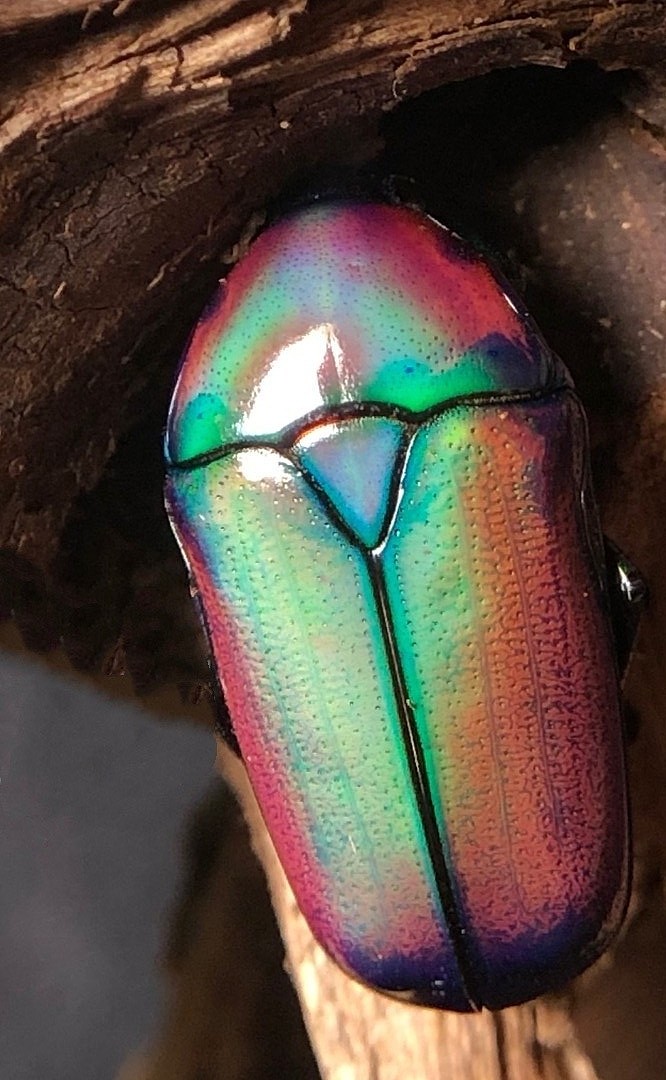 乌干达七彩金龟子