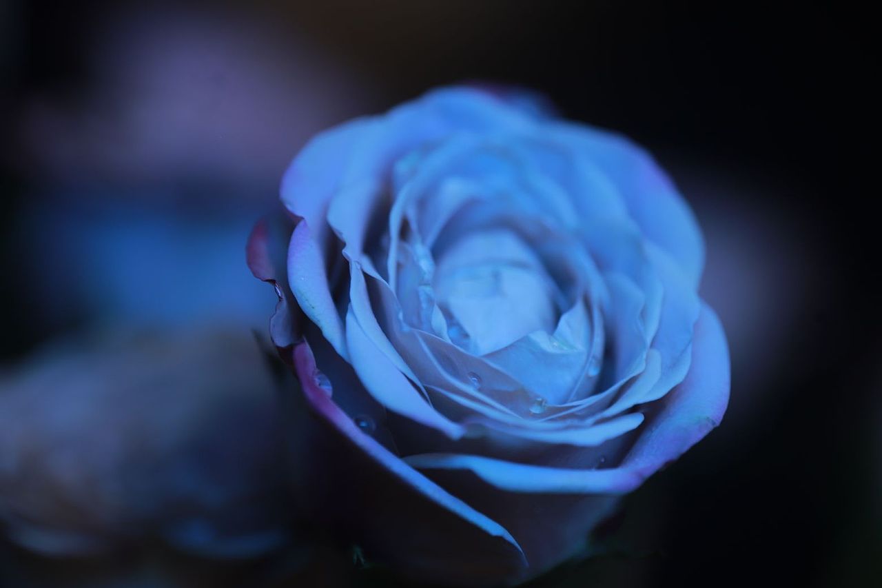 同一朵花（图ZMzU1NTEwMTI0） - 其他摄影 - 站酷设计师木糖醇饕餮原创素材 - 站酷ZCOOL