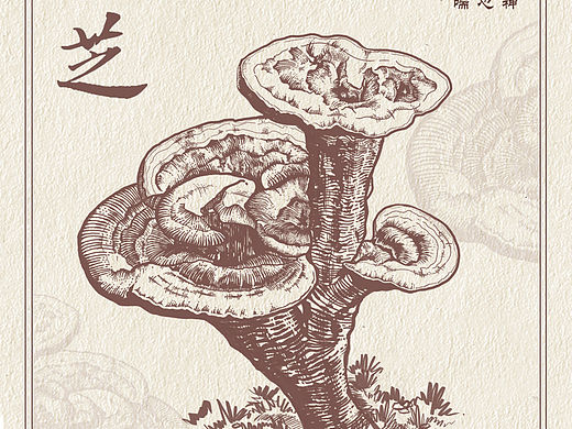 【中药包装设计-灵芝】版画风格