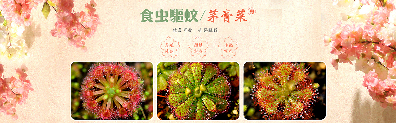 轮播海报·钻展·主图·车图·关联营销