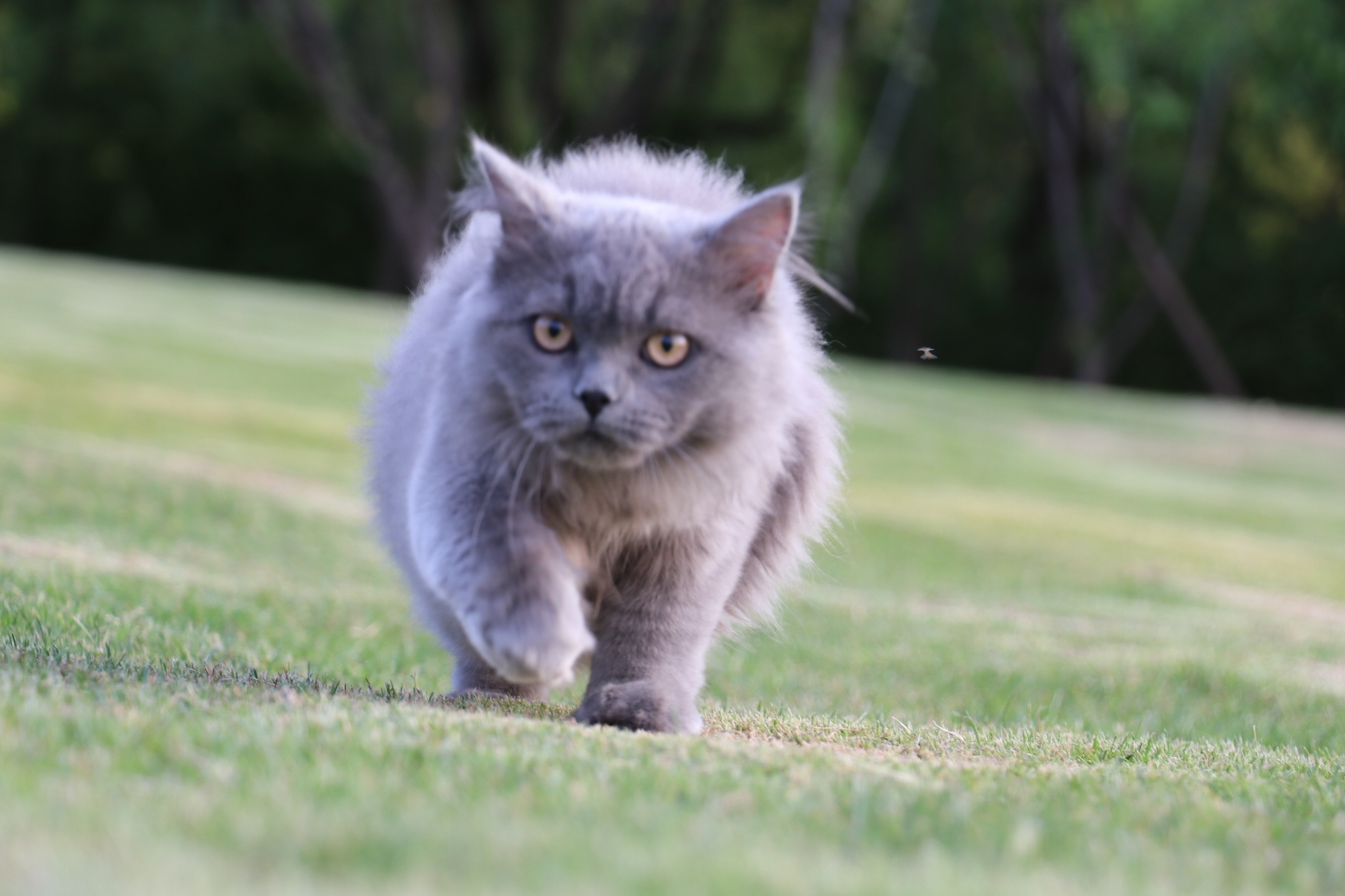 沐米宠物 英短蓝猫 蓝猫 高地长毛猫|摄影|动物|沐米猫舍 - 原创作品 - 站酷 (ZCOOL)