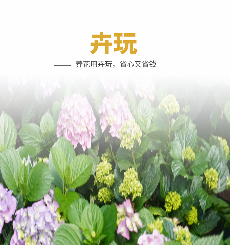 详情页制作2022