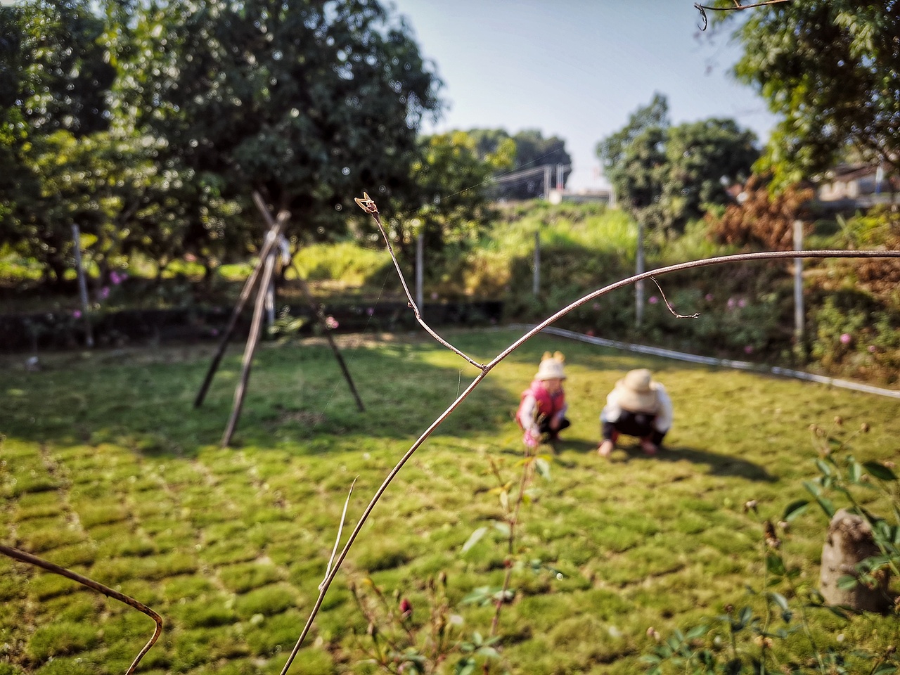 向日葵已开（图ZMjg0NDk1MjA4） - 风光摄影 - 站酷设计师治愈的花园原创素材 - 站酷ZCOOL