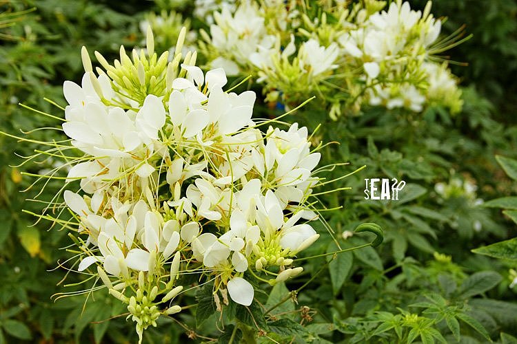 那些年拍过的花儿