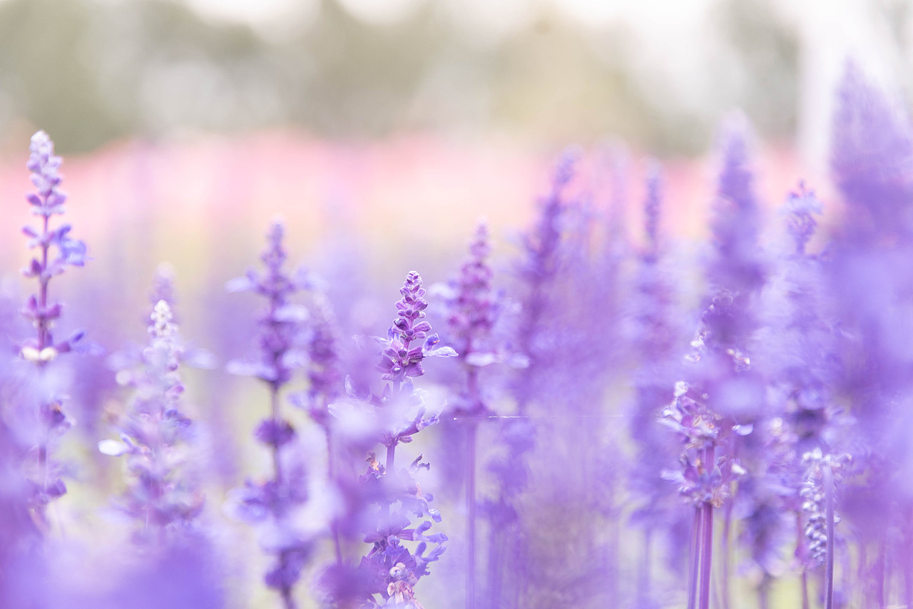 薰衣草