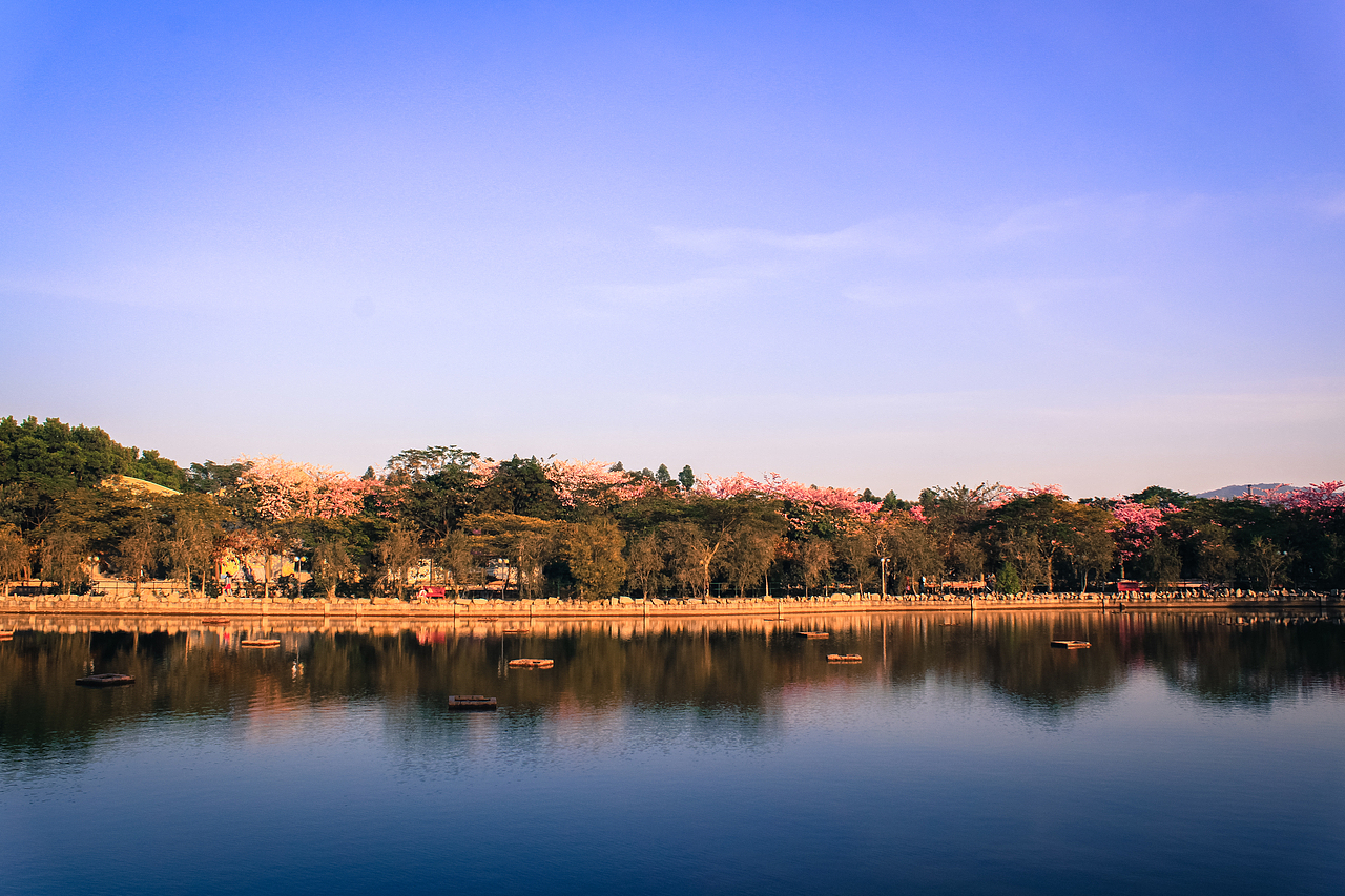 广州大学华软软件学院丝木棉盛开