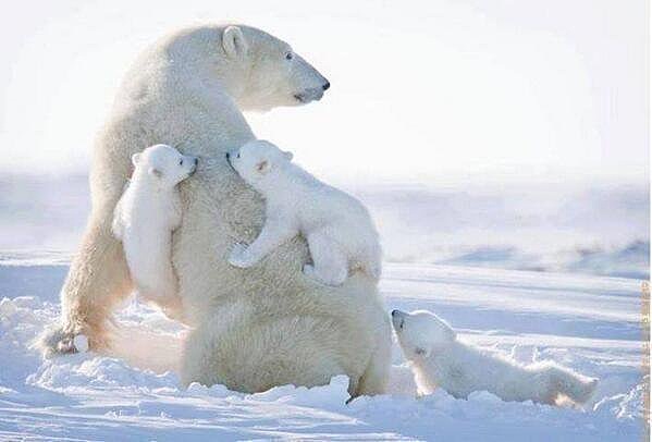 父亲节快乐！（图ZMTYyODE1MTQw） - 宠物摄影 - 站酷设计师林木西原创素材 - 站酷ZCOOL