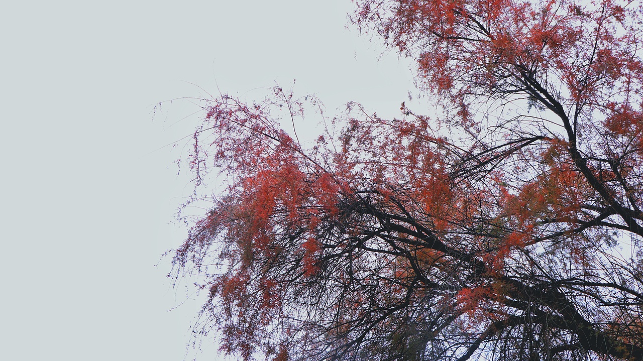 西北秋日的红柳