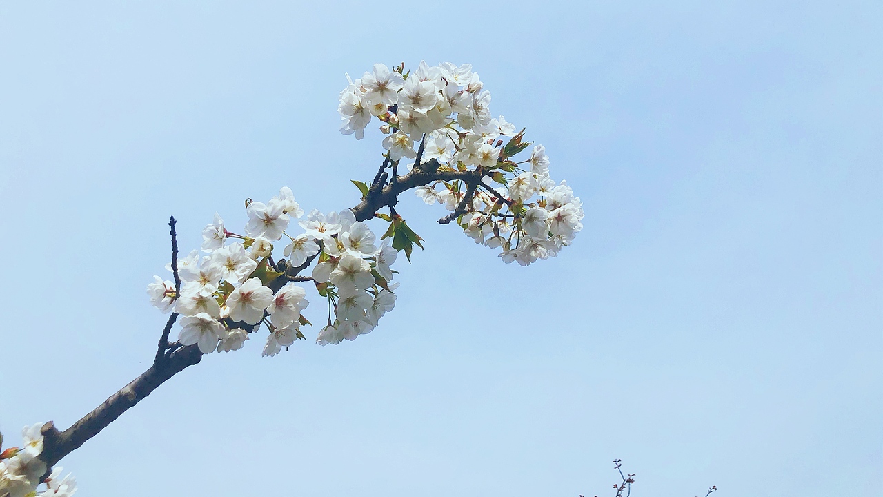 春（图ZMjA1MDkwNzg4） - 风光摄影 - 站酷设计师青稞想喝鲜芋牛奶原创素材 - 站酷ZCOOL