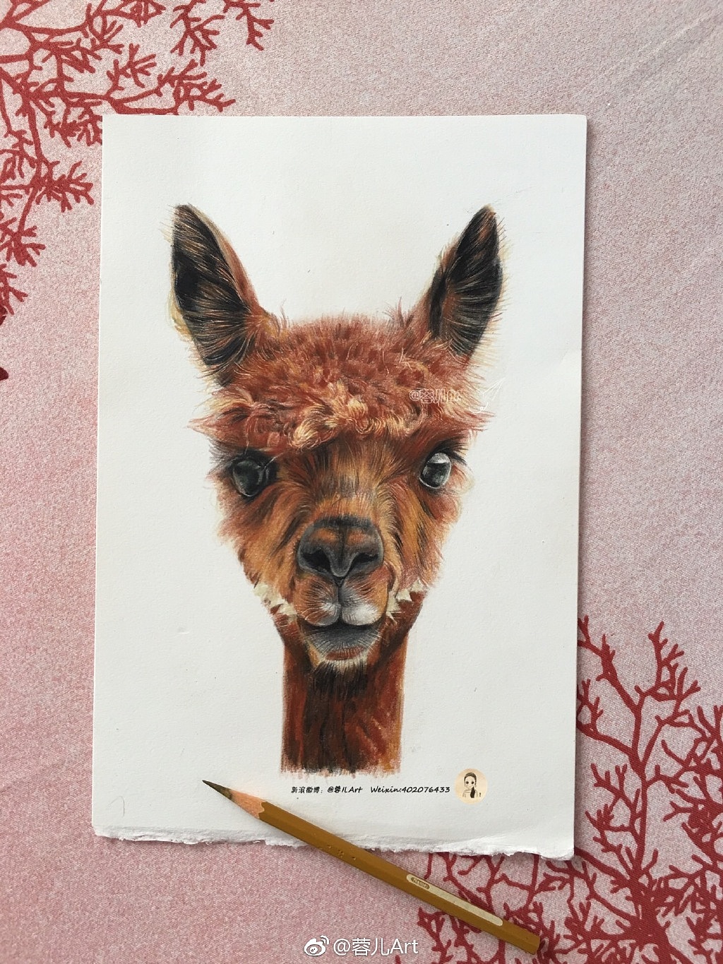 【羊驼】彩铅作品过程