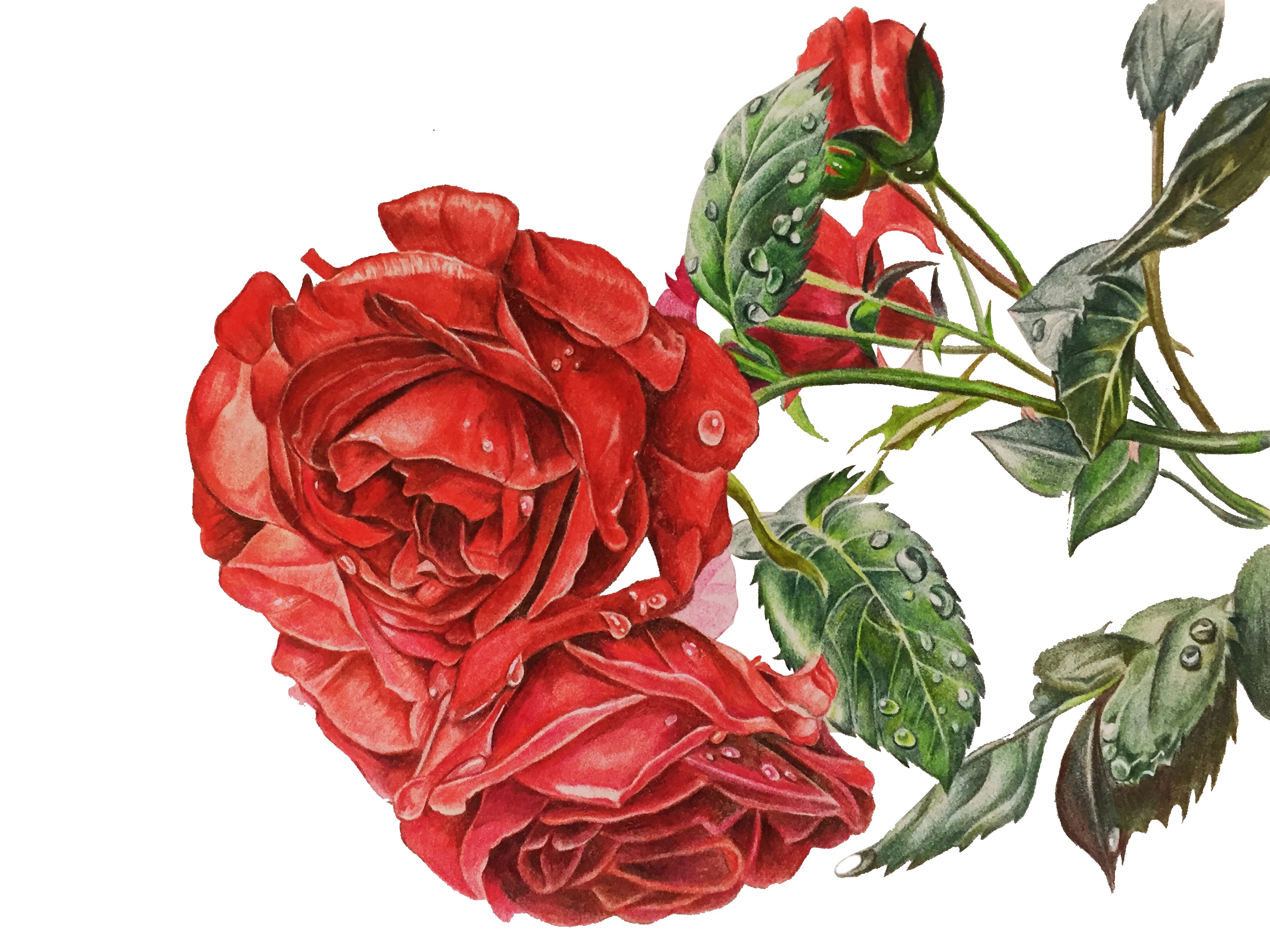 水彩玫瑰花|纯艺术|绘画|珊回 - 原创作品 - 站酷 (ZCOOL)