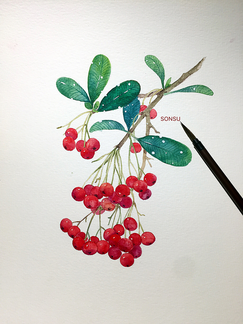 水彩练习 小红果|插画|商业插画|sonsu松鼠_原创作品-站酷zcool